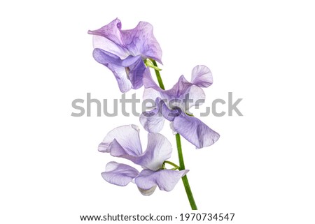 Lilac colored sweet pea flowers isolated on white background. Lathyrus odoratus.