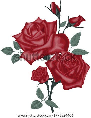 Red roses  realistic vector art 