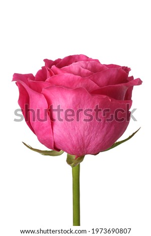 Pink rose isolated on white background
