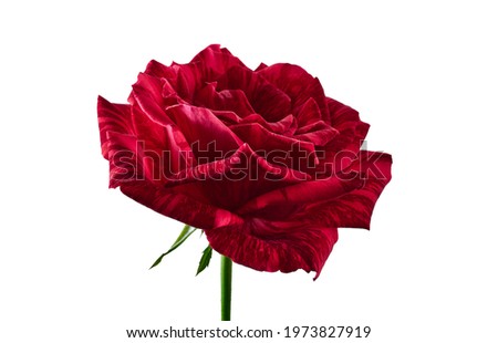 Red rose blossoms, Variegated rose flower isolated on white background, with clipping path                          