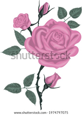 Pink Rose bouquet isolated on white background realistic vector  
