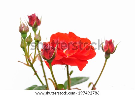 Spring rose of Japan  
