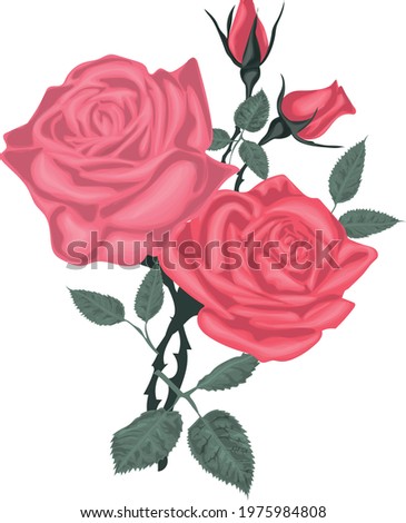 Pink vector roses buguet isolated on white background