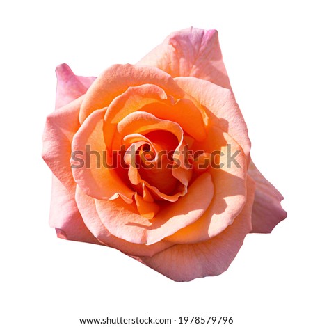 Orange rose bud isolated on white background.