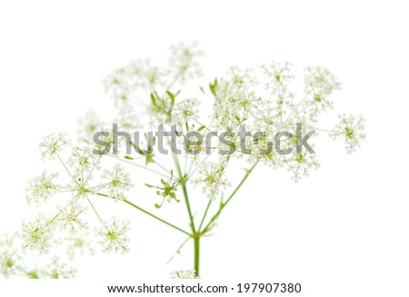 Cow parsley isolated on white background