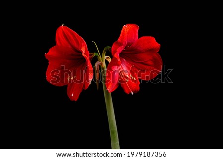 :Vertical shot of red blooming Hippeastrum flowers on a black background