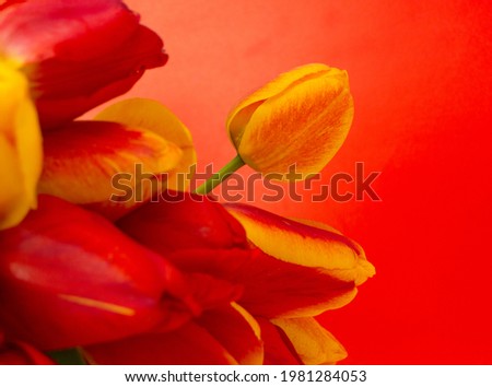 Bright fresh tulips close-up on a red background. Close-up of tulip bulbs .