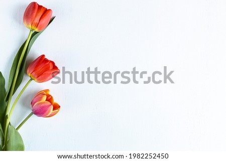 bright red and yellow tulips on white background