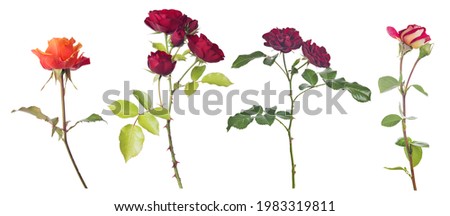 beautiful red color roses isolated on white background