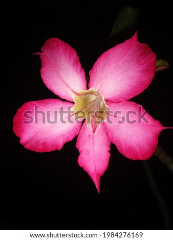 Japanese frangipani or adenium is a species of ornamental plant, the stem is large, the bottom resembles a tuber, the stem is not cambium, the roots can enlarge to resemble a tuber, the shape of the l