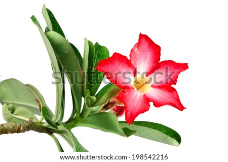 Red Desert Flower, adenium obesum isolated on white BG.