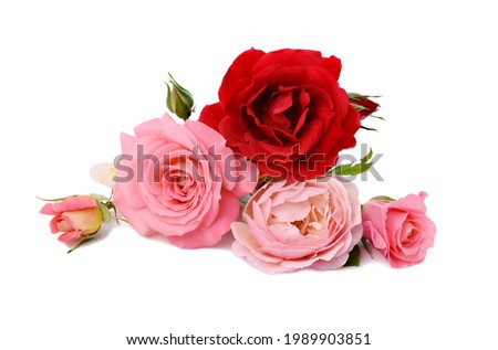 bouquet of red and pink roses isolated on white background, festive bouquet, close up