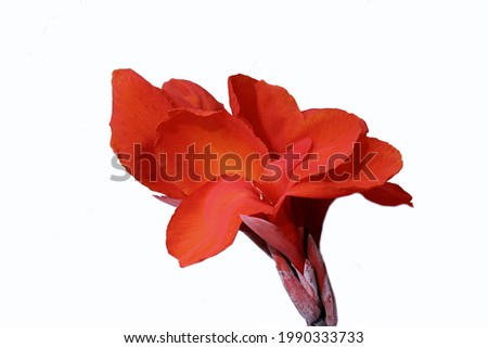 Orange Canna flower on white background