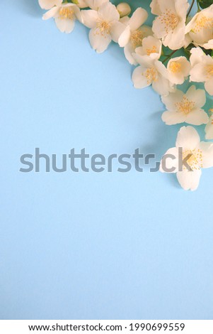 Tender jasmine flowers on blue background. Jasmine (Other names are Jasminum, Melati, Jessamine, Oleaceae) flowers. Space for text