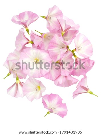 Bunch of pink bindweed (convolvulaceae) flowers on white