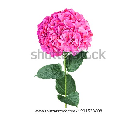 Colorful hydrangea flower with white Background.