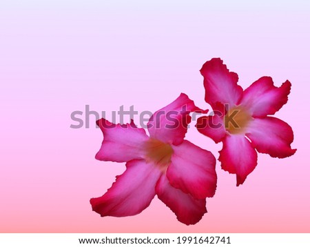 pink flowers on gradient background.