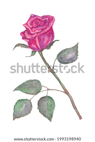 Hand drawn watercolor red rose. Isolated on white background for fabric, wrapping paper, scrapbooking, textile, etc