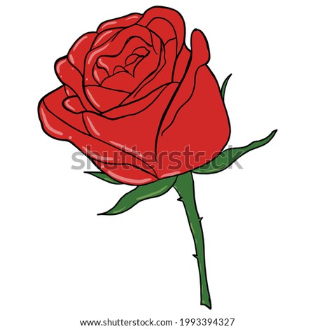 Rose Flower Blossom Bouquet Vector Illustration
