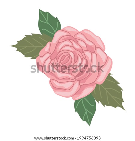 spring pink rose flower nature icon