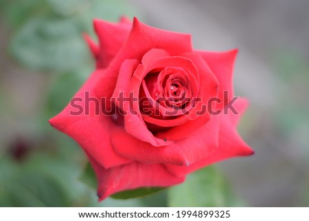 Red rose with blurbs green and brown background 
