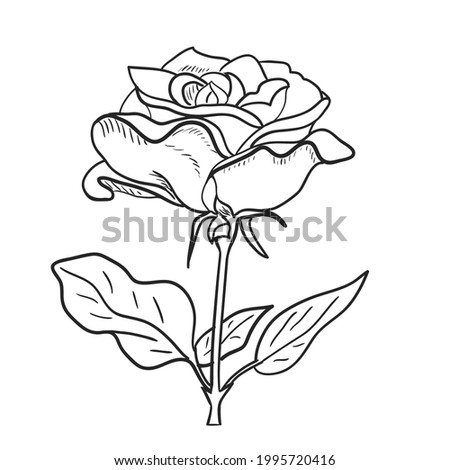Vector of rose with leaves and stem.Black outline on white background.Decorative element for wedding design,tatoo tamplate
