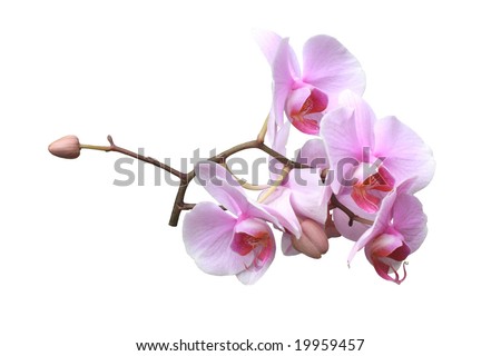 pink orchid flowers with short branch isolated on white background. You can see similar image in my portfolio:)