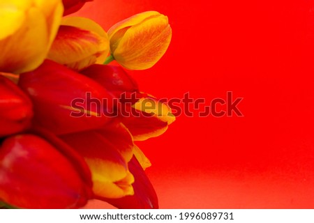 Tulips on a red background