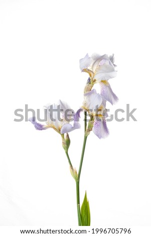 iris on the white background