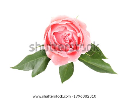 Beautiful pink rose flower with water drops isolated on white, top view