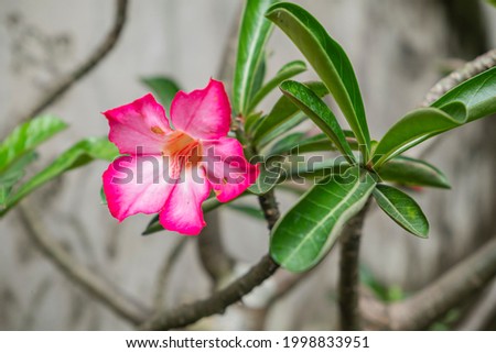 Beautiful Pink Adenium Obesum or Desert Rose flowers. Naturally blooming in the house garden. Closed up, selective focus.
