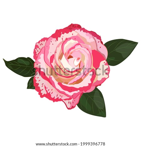 Floral background. Roses on a white background.