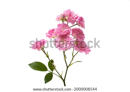 small rose isolated on white background 