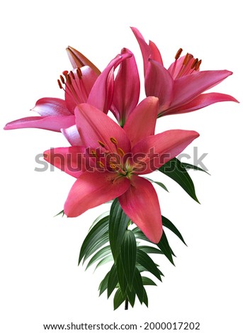 Red lilies isolated on white background