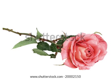 Beautiful and romantic pink rose isolated on white