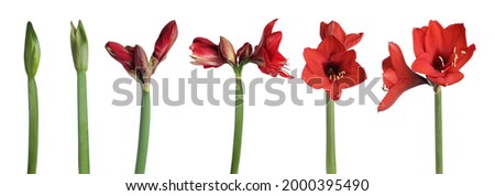 Beautiful red Amaryllis (Hippeastrum) flowers on white background, collage. Banner design