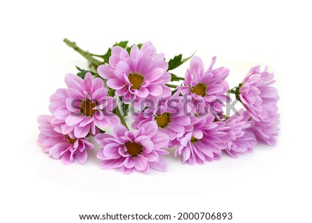 Pink Chamomile isolated on white 