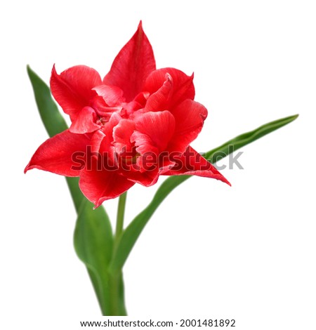 Red tulip flower isolated on white background. Beautiful composition for advertising and packaging design in the garden business. Flat lay, top view