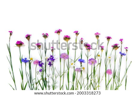 Blue and pink wildflowers: Cornflower, Consolida ( larkspur ), chamomile, field scabious and wild Carthusian pink on a white background with space for text. Top view, flat lay