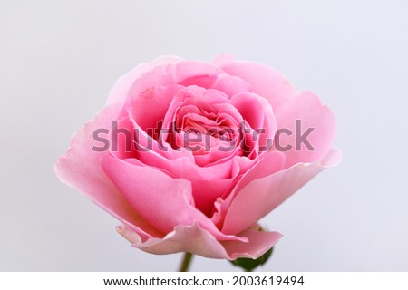 Beautiful pink rose on white background. Front view.