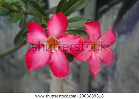 light pink adenium flower, beautiful ornamental plant