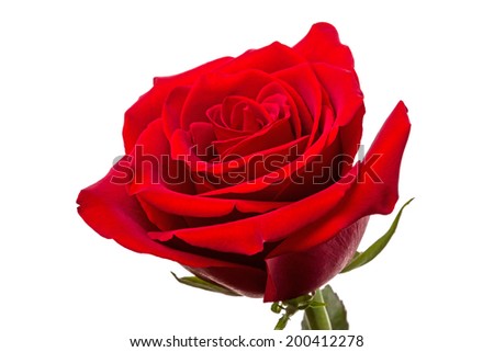 Single dark red rose closeup isolated on a white background