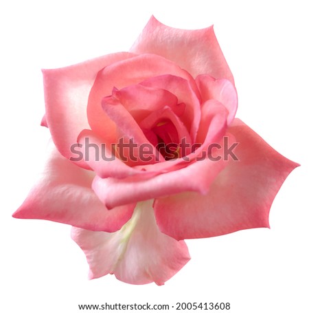 Close-up  Roses isolated on white background