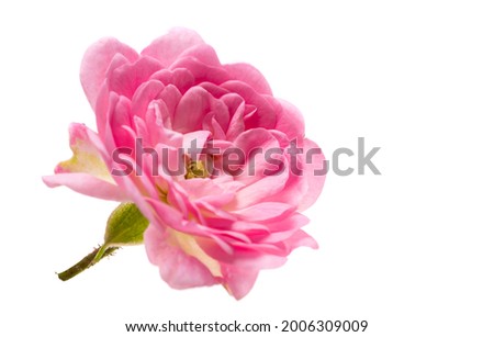 small pink rose isolated on white background 