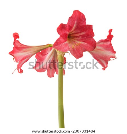 Flowering hippeastrum (amaryllis) sonatini pink and white trumpet 