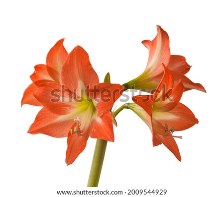 Bloom orange and white Amaryllis (Hippeastrum)  Colibri Group  