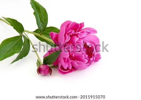 Beautiful pink peony flower Card
