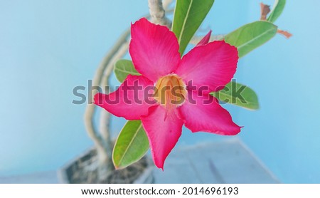 Red flowers on a light blue background