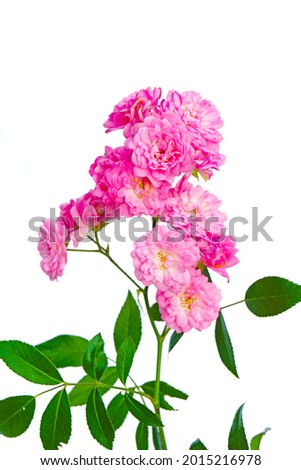 macro closeup of a beautiful fragrant bright tiny pink purple english tea rose with romantic vintage petals and exquisite aroma perfume isolated on white