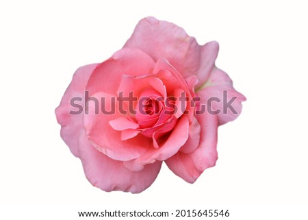 front top photography of a isolated pink rose flower on a white background 